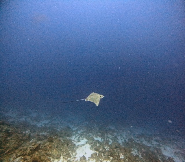 Spotted Ray