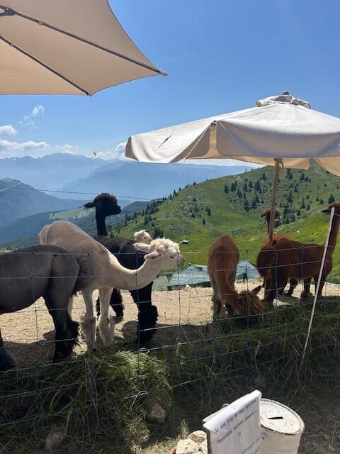 Alpacas on Baldo
