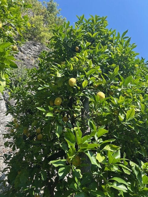 Limones